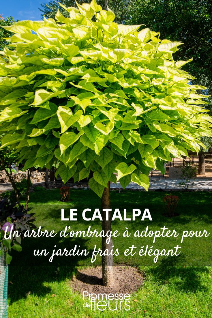 Shade Tree: Choose Catalpa for a Cool and Elegant Garden