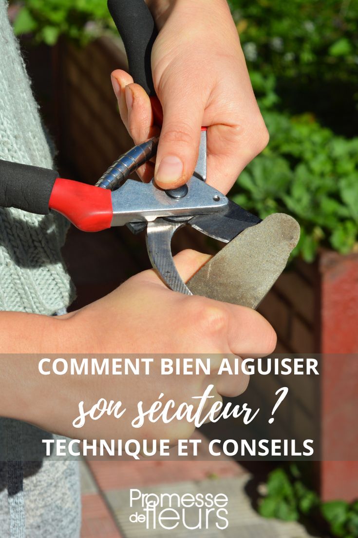 Learning how to clean and sharpen pruning shears