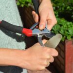 How to sharpen your pruning shear?