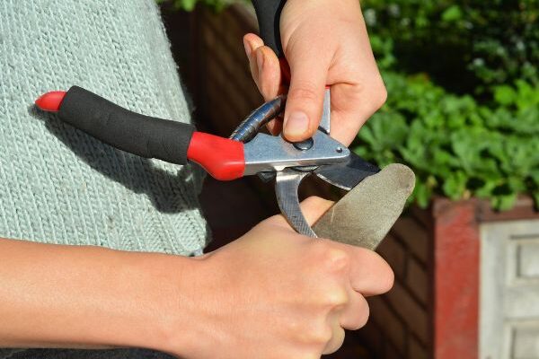 How to sharpen your pruning shear?