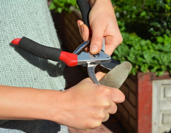 How to sharpen your pruning shear?