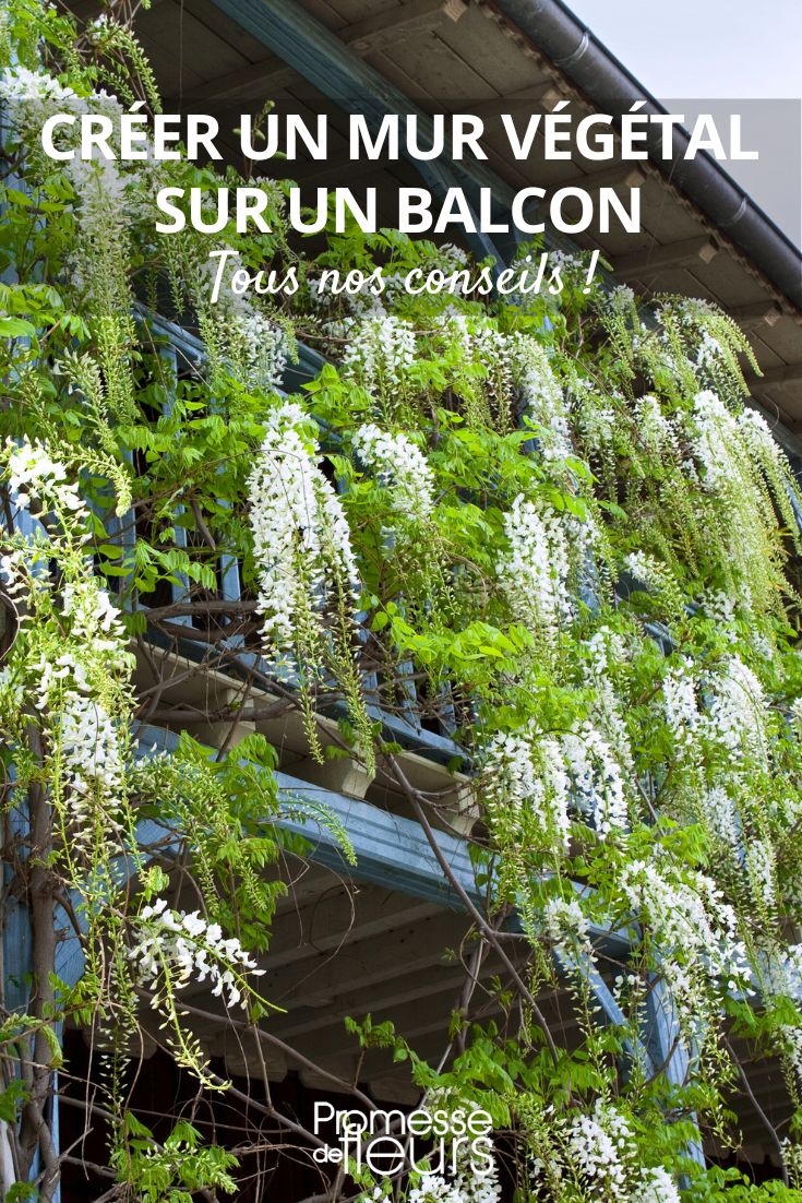 How to create a vertical garden on a balcony balcony wisteria