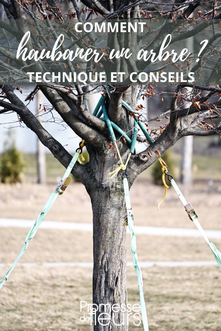 tree with strap