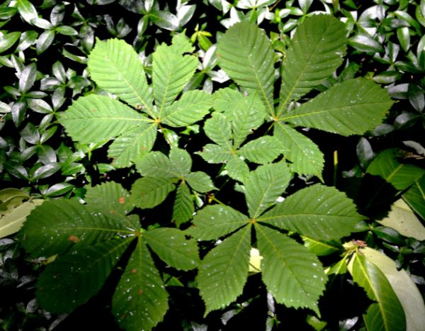 How to propagate horse chestnut?