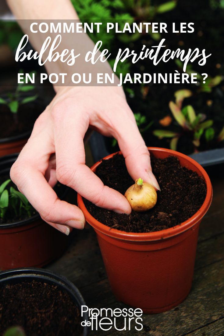 Planting Bulbs