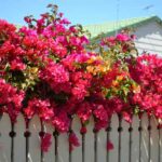 How to plant a climbing plant in the garden ?