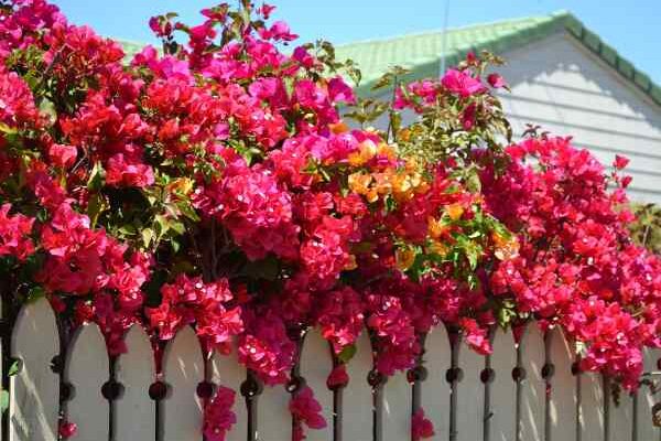 How to plant a climbing plant in the garden ?