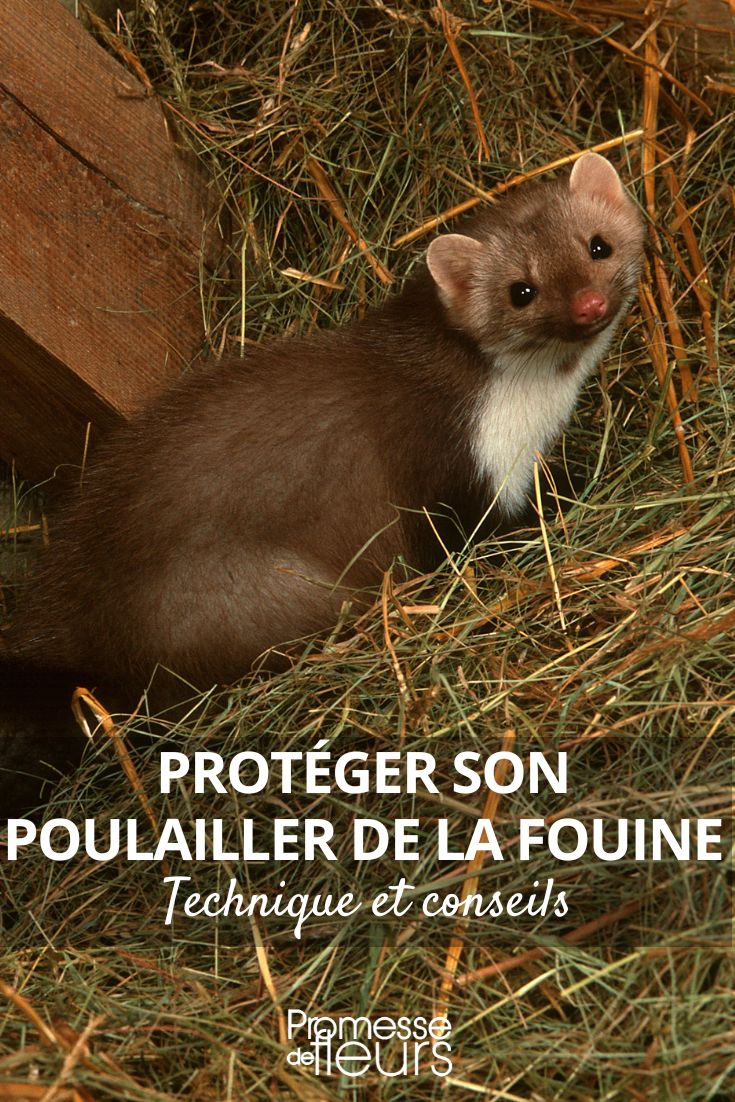 Badgers and chickens