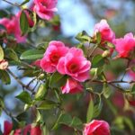 How to rejuvenate a camellia: techniques and tips