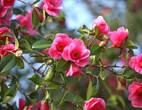 How to rejuvenate a camellia: techniques and tips