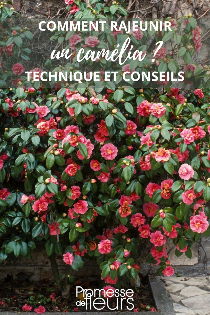 old camellia care