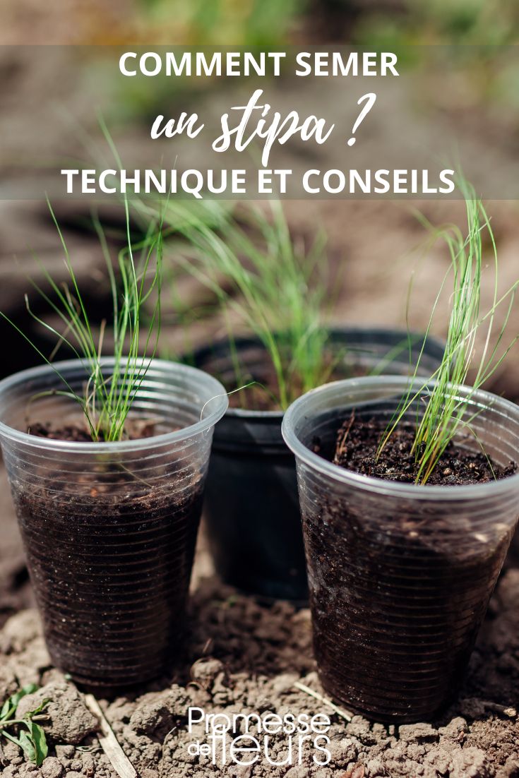 sowing stipa
