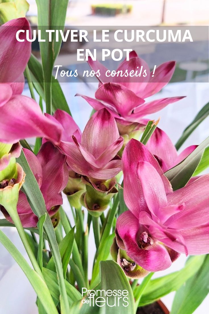 Tips for growing turmeric