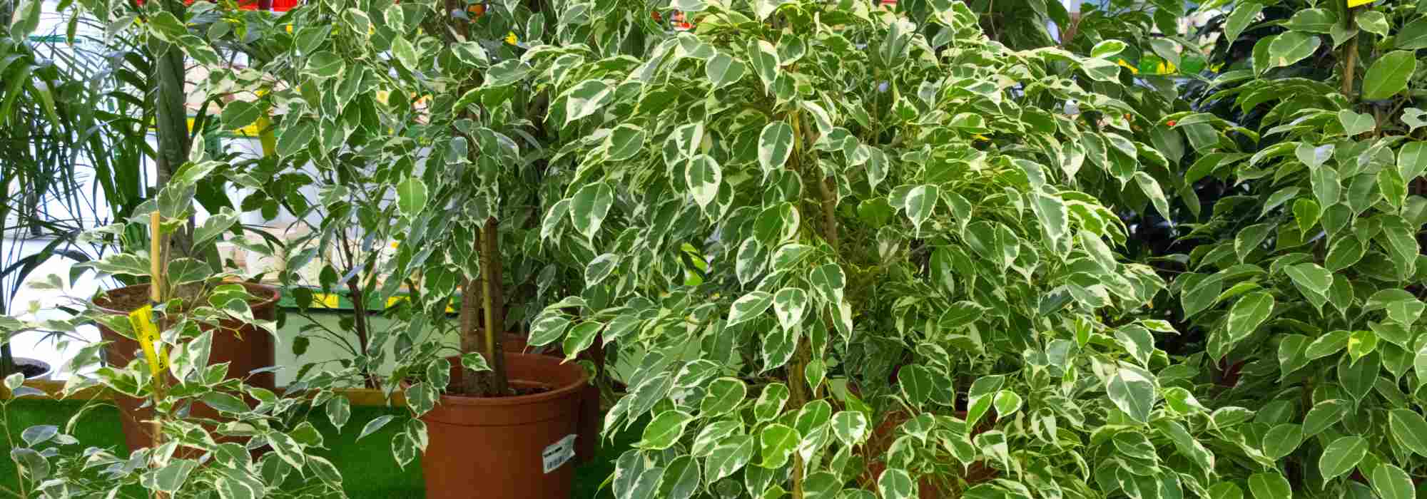 Indoor Ficus : Growing and Caring for Your Plant