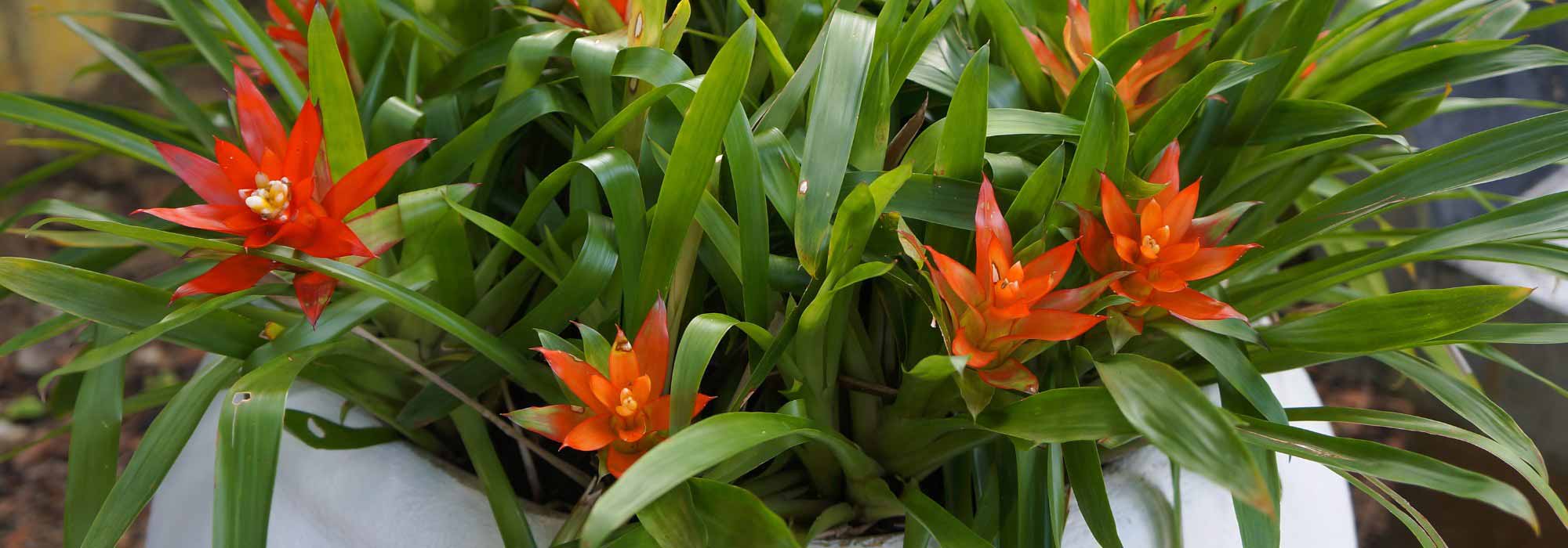 Guzmania: Care, Planting, and Advice