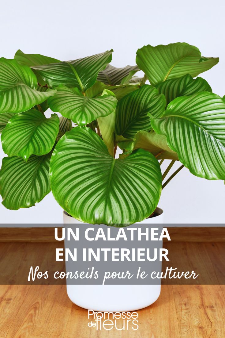 calathea all our care tips throughout the seasons (1) grow a calathea