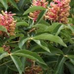 How to choose a horse chestnut tree for your garden?