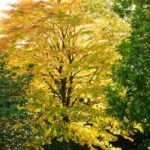 How to propagate the caramel tree?