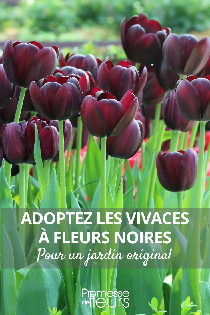 Triumph Tulip 'Black Jack'