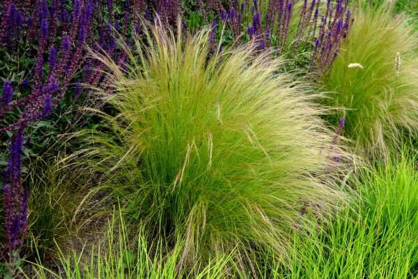 How to Comb and Care for Stipa: The Complete Guide