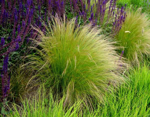 How to comb and care for stipas: the complete guide