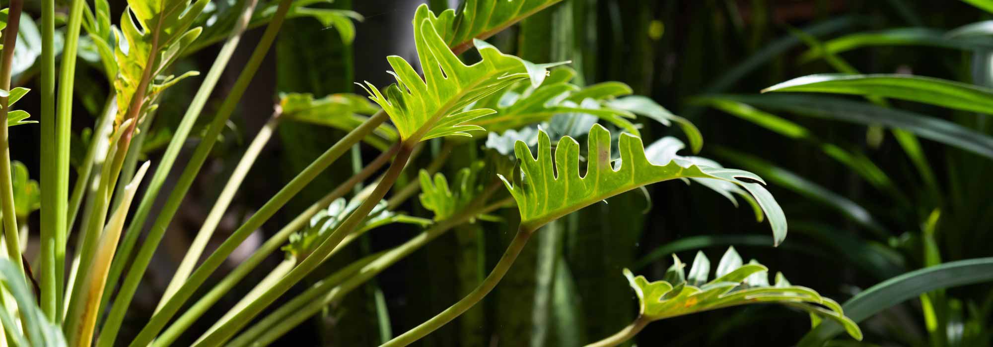 Philodendron: cultivation, care and tips