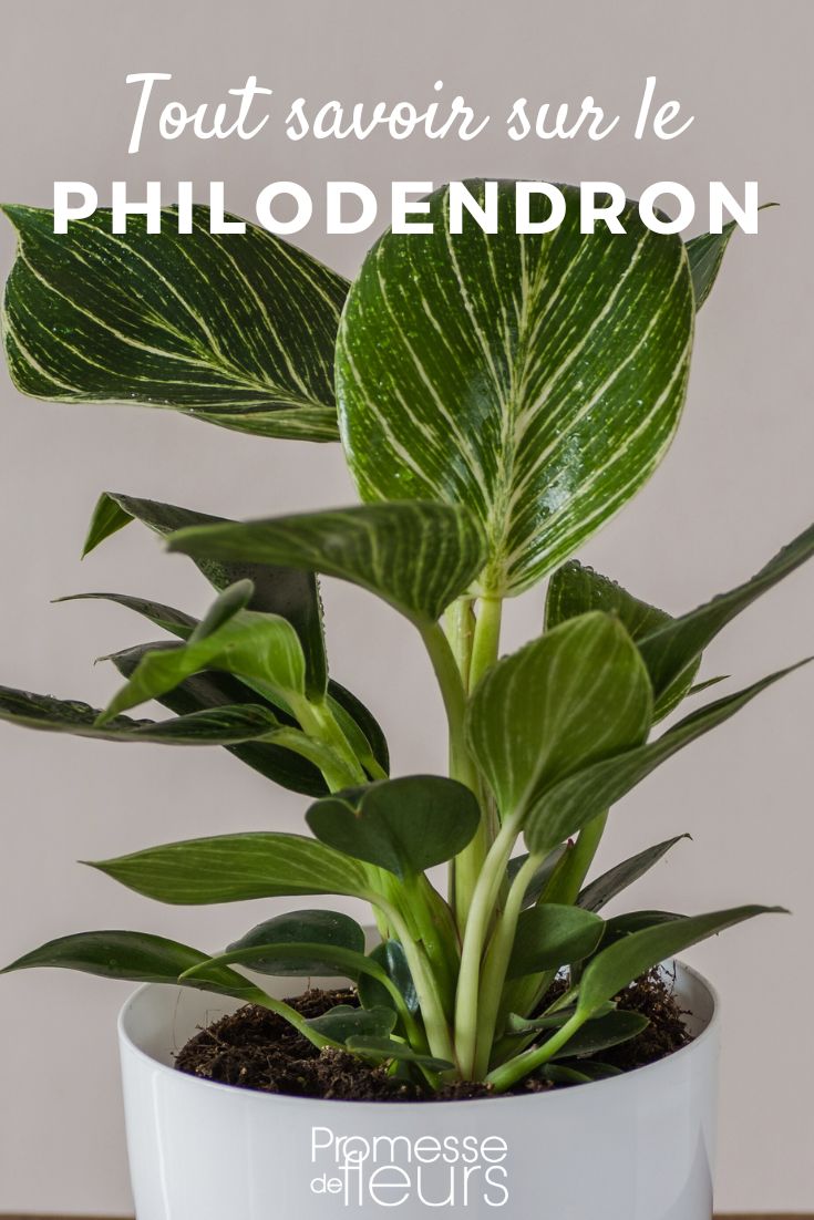 Philodendron All about Philodendron