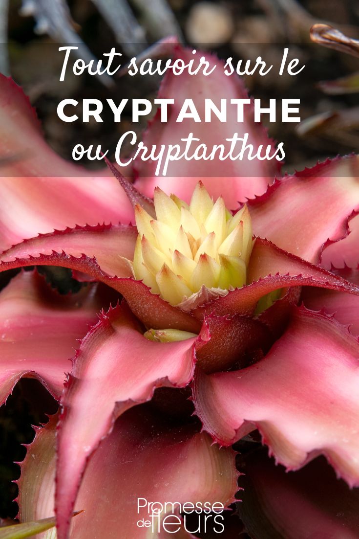 Cryptanthus Cryptanthus - Earth Star: Growing and Caring