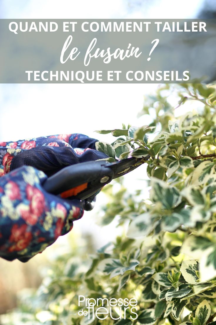 Euonymus pruning