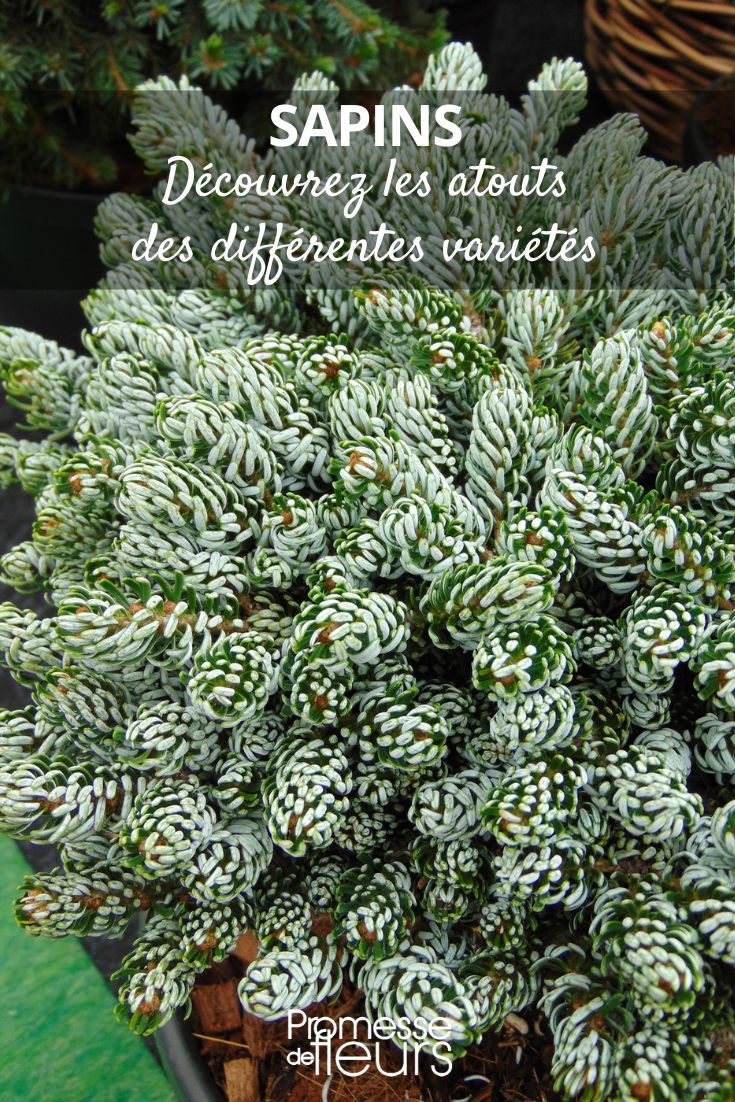 Discover the strengths of the various **varieties** of fir trees. Abies-koreana-Kohouts-Icebreaker