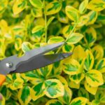When and how to prune euonymus?