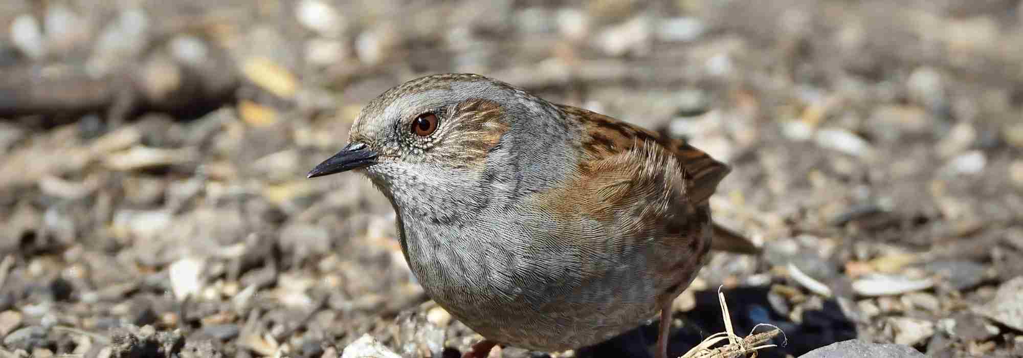 Dunnock: How to attract this beneficial bird to the garden?