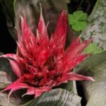 Aechmea: Planting, Cultivation, and Maintenance