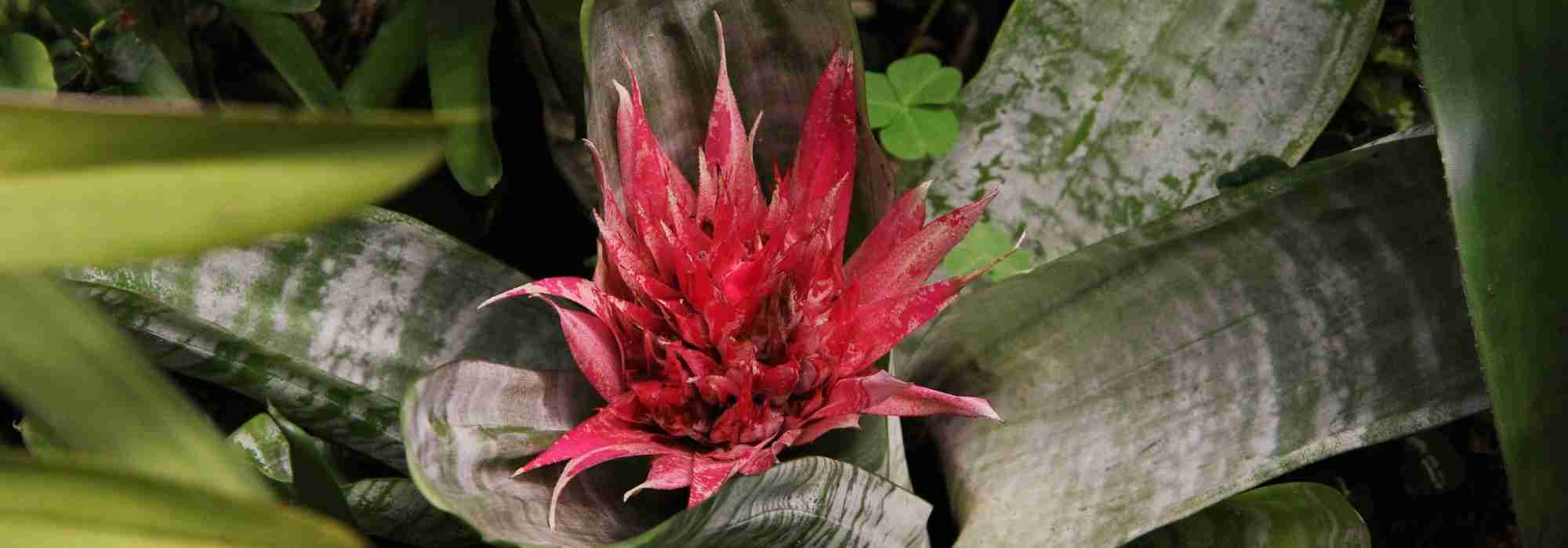 Aechmea : planting, growing, and care