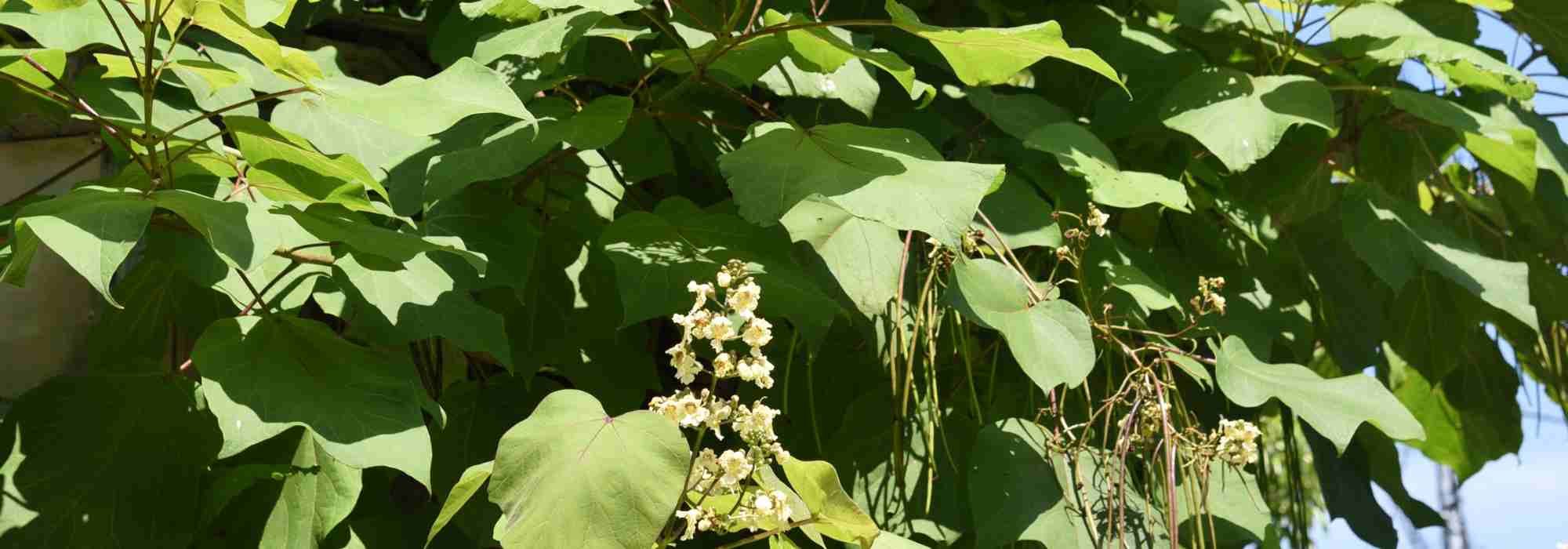 Shade tree: go with Catalpa for a cool, elegant garden