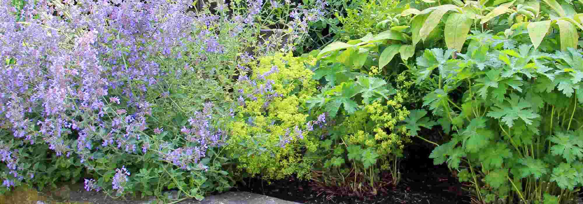 7 Beautiful Ideas for Pairing Green-Flowered Perennials