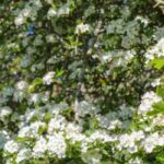 Our must-have white-flowering hawthorns for the garden