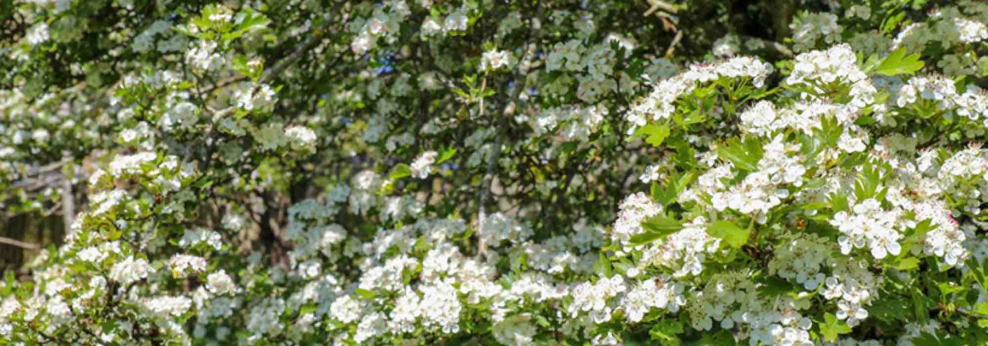 Our must-have white-flowering hawthorns for the garden