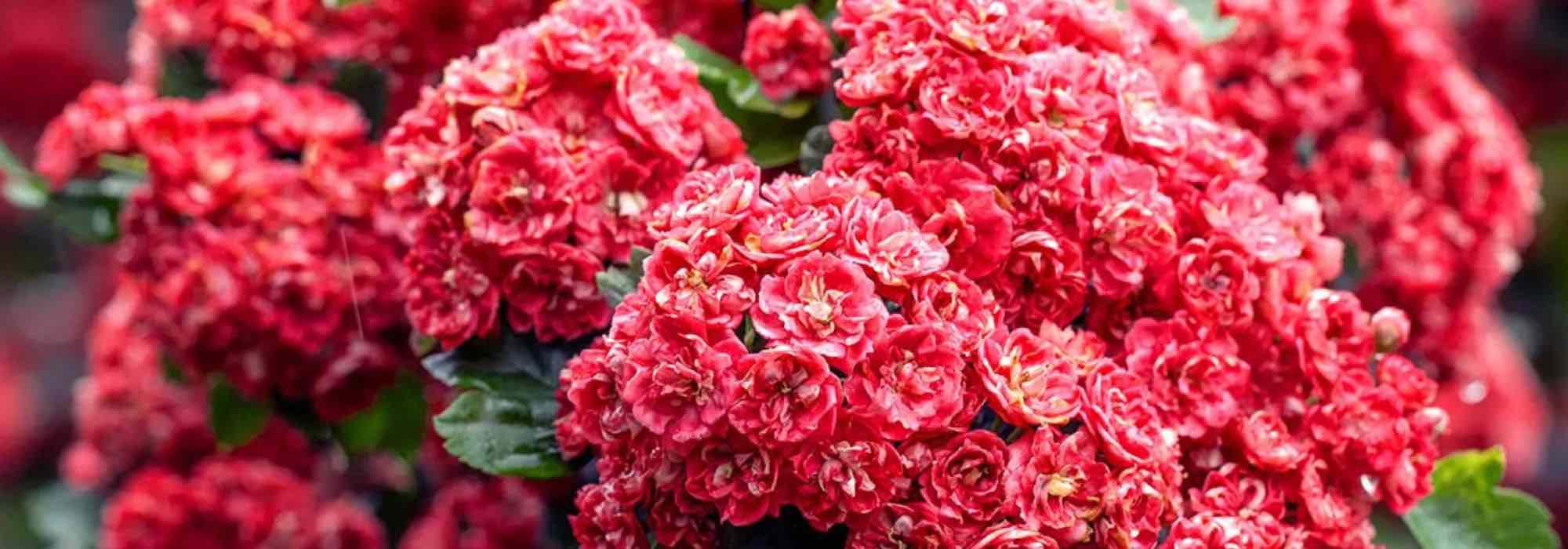 Discover hawthorns with pink and red flowers