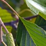 How to choose an Alder: Finding the ideal tree for your garden