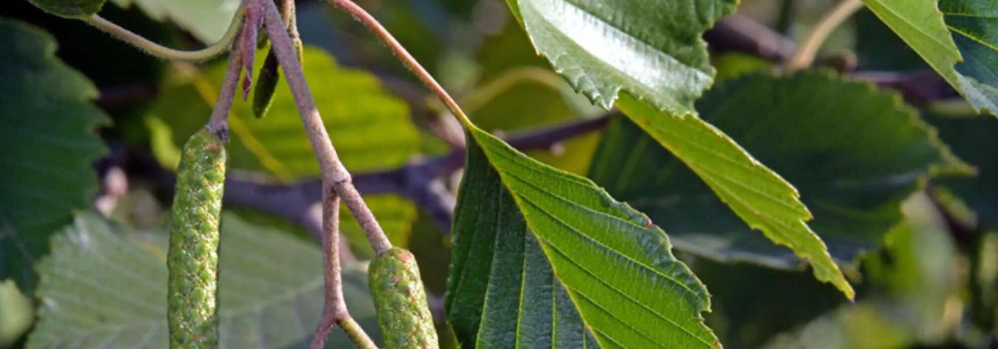 How to choose an Alder: Finding the ideal tree for your garden