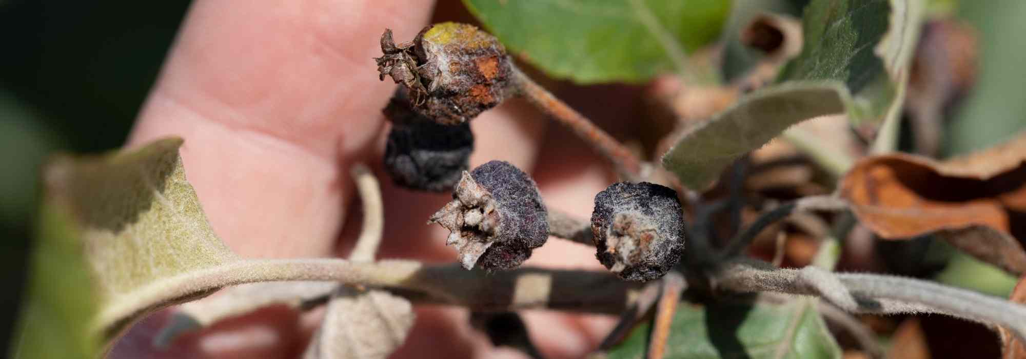 Plant Bacteriosis: How to Treat and Prevent It?