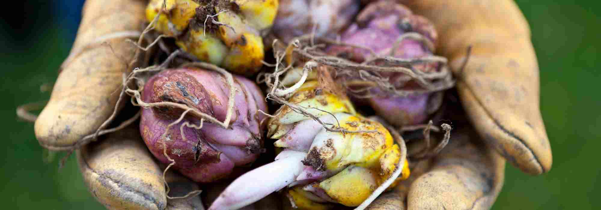 The 7 spring bulbs with purple flowers to adopt in the garden
