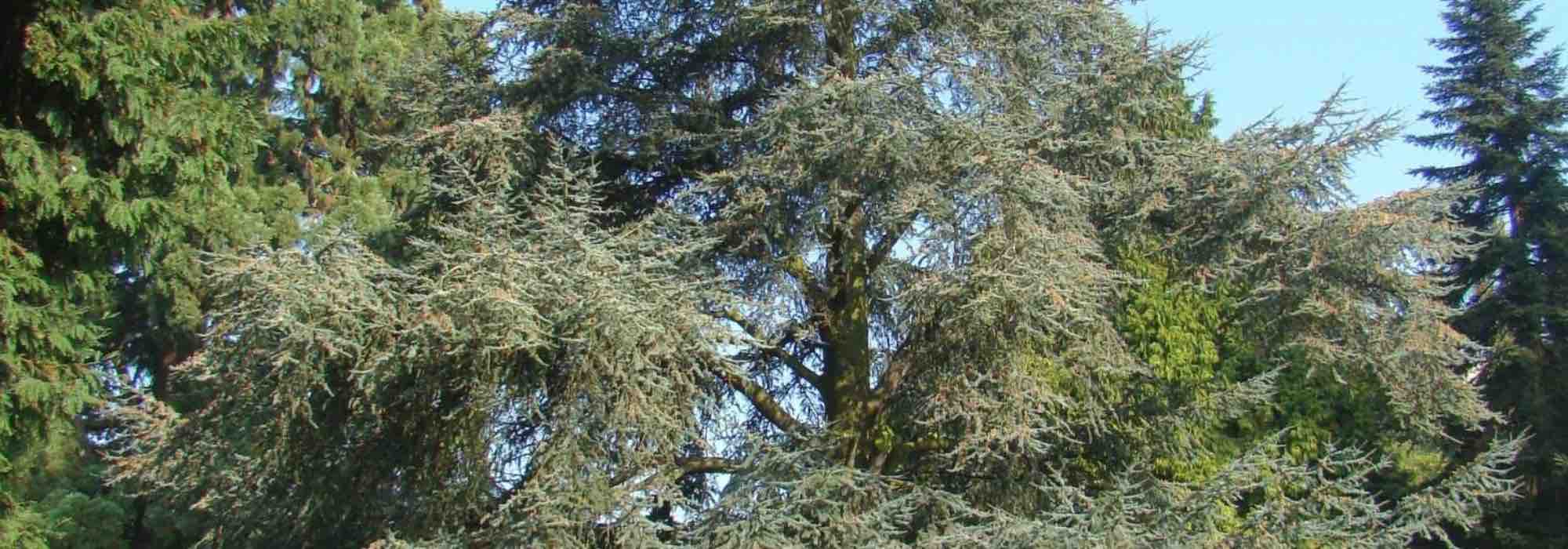 How to choose the right cedar?