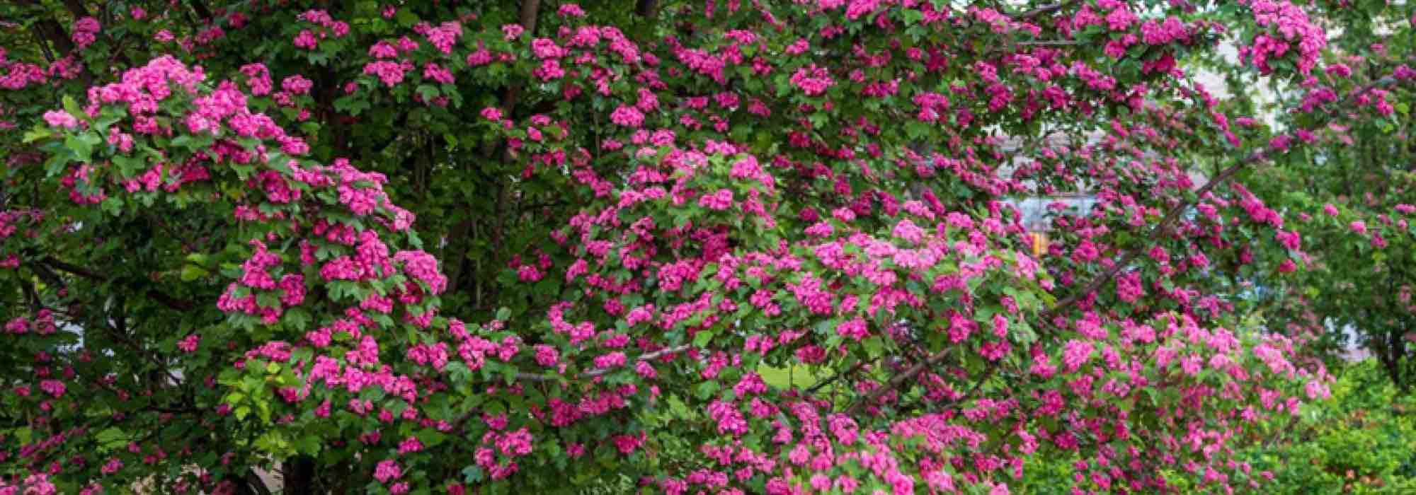 Choosing the Right Hawthorn for Your Garden