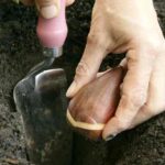 How to plant spring bulbs in open ground?