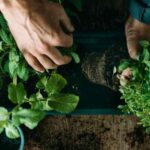 How to plant aromatic plants in the garden?