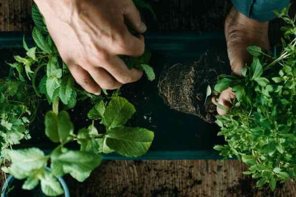 How to plant aromatic plants in the garden?