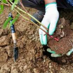 How to plant a perennial plant?
