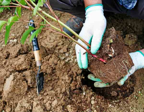 How to plant a perennial plant?
